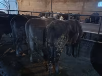 母牛, Swiss cattle — 照片 7