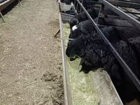 Ram, Sheep — photo 4