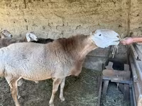 公羊, Hissar sheep — 照片 2