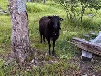 Ram, Romanov sheep — photo 1