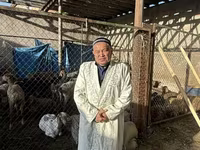 公羊, Sheep — 照片 1