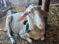 كبش, Awassi sheep — الصورة 1
