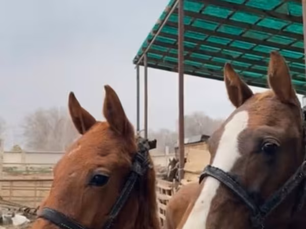 Horses