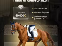 公马, Friesian sport horse — 照片 1