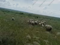 公羊, Merino sheep — 照片 5