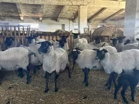 母羊, Romanov sheep — 照片 1