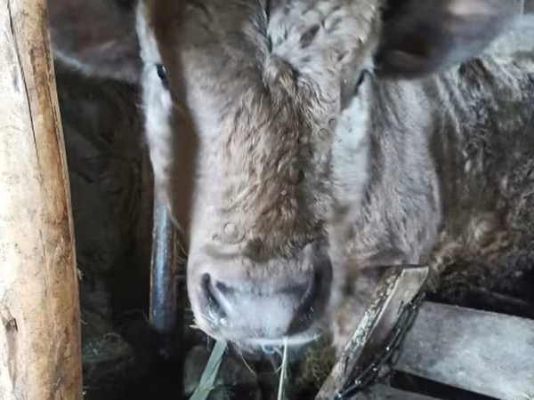 公牛, Aberdeen-Angus — 俄罗斯
