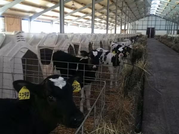 Holstein breed