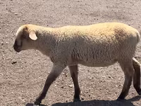 公羊, Hampshire sheep — 照片 7