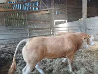 公牛, Blonde d’Aquitane cattle — 照片 2