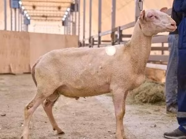 公羊, East Friesian Dairy sheep