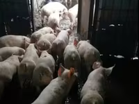 公猪, Pigs — 照片 2