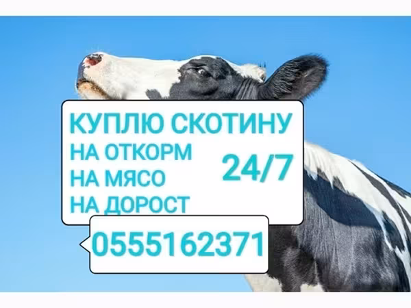 گاو
