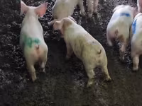 公猪, Pigs — 照片 8