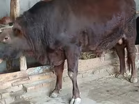 ثور, البقرة الحمراء السهوبية — الصورة 2