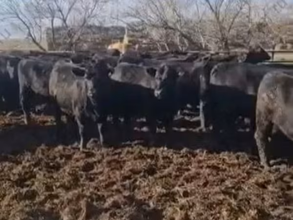 母牛, Aberdeen-Angus