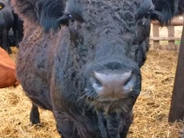 公牛, Galloway cow — 俄罗斯