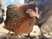 Chickens — الصورة 2