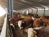Cow, Cattle — photo 4