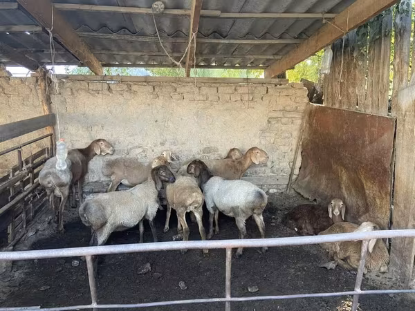 Sheep, Rhon sheep