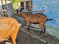 Cabra, Alpine goat — foto 2