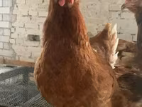 Chickens — photo 3