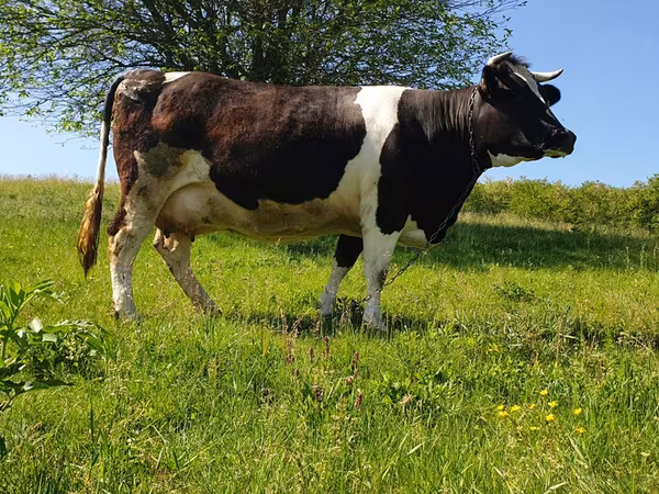 Bull, Holstein breed
