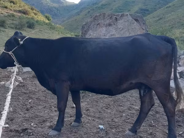 Cattle