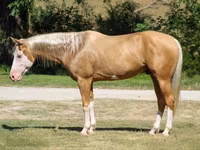 公马, Palomino — 照片 1