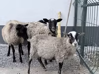 Carnero, Hissar sheep — foto 2