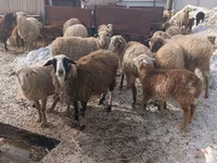 母羊, Romanov sheep — 照片 3