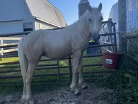 Caballo, Palomino — foto 2