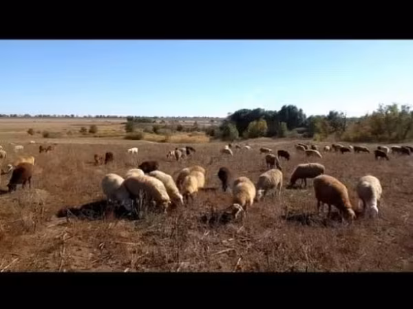 Oveja, Ovejas — Rusia