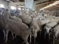 نعجة, Kuibyshev sheep — الصورة 1