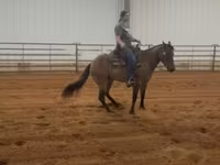 母马, Quarter Horse — 照片 6