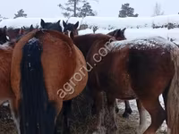 Horse (M), Horses — photo 1