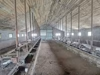 母牛, Bukovinian factory type of red-spotted Ukrainian cow — 照片 7