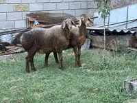 Oveja, Arashan sheep — foto 6
