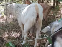 Billy Goat, LaMancha goats — photo 2