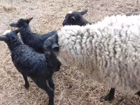 Ram, Precoce sheep — photo 6