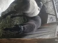 मेढ़ा, Rhon sheep — फ़ोटो 5