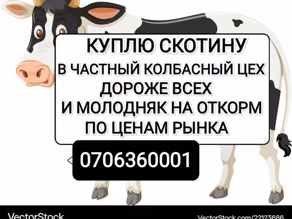 گاو