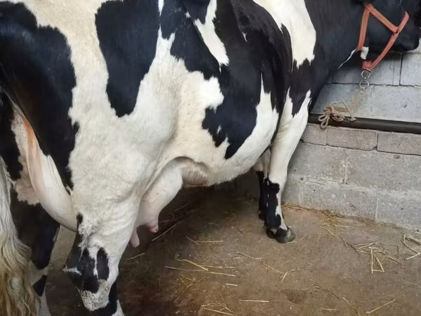 Kuh, Holstein-Rasse