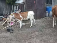 Cow, Hereford — photo 3