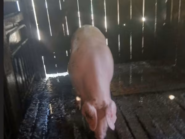 公猪, Pigs