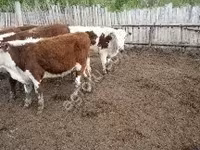 母牛, Cattle — 照片 3