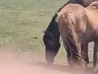 Caballo, Caballos — foto 3