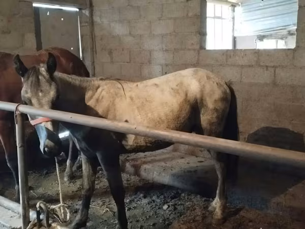 公马, Horse breed