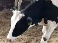 公牛, Holstein breed — 照片 7