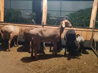 Sheep, Sheep — photo 3